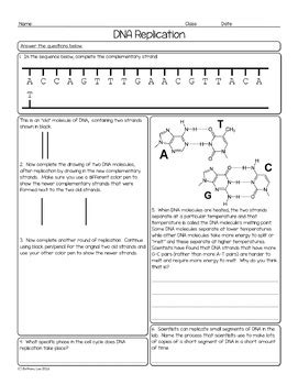 DNA Replication and Base Pairing Biology Homework Worksheet | TpT